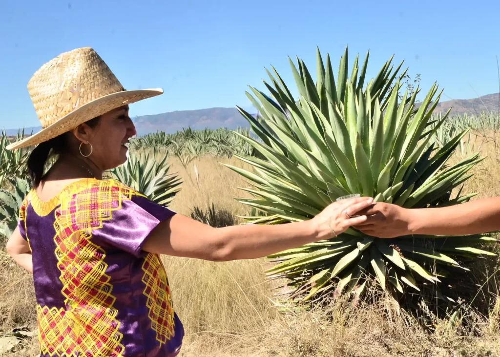 Oaxacan woman in traditional dress receiving a mezcal pour among mature agave fields in Miahuatlán.