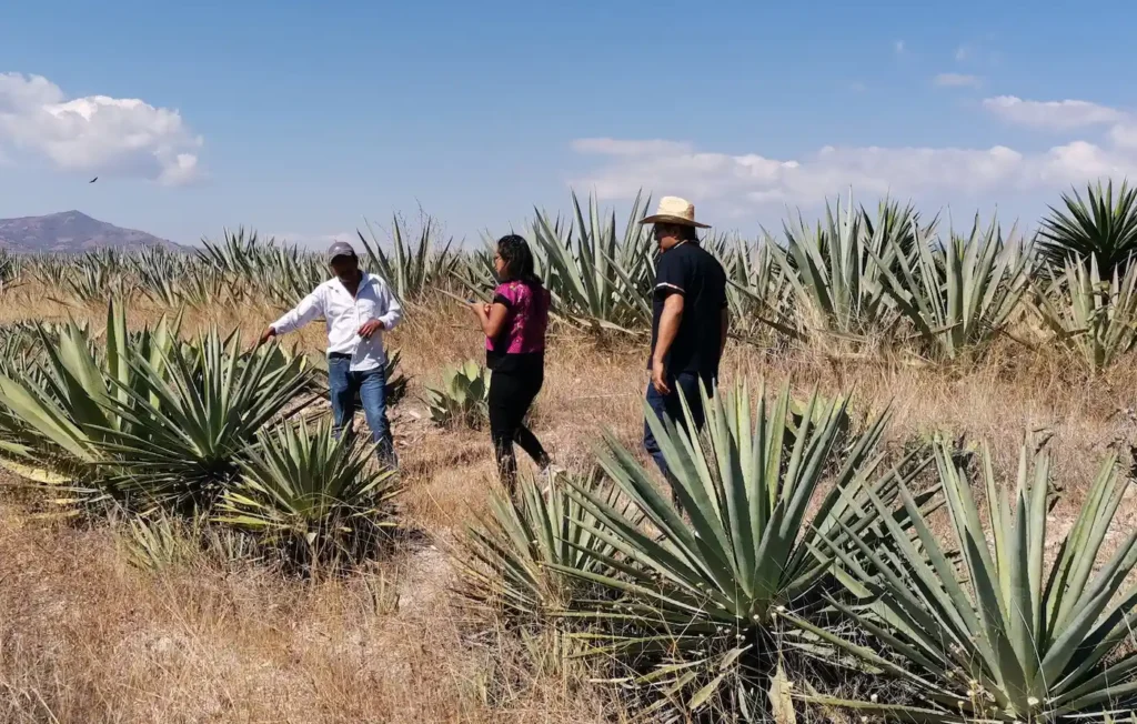 Master mezcalero explaining different maguey varieties to a couple in an agave field in Oaxaca.