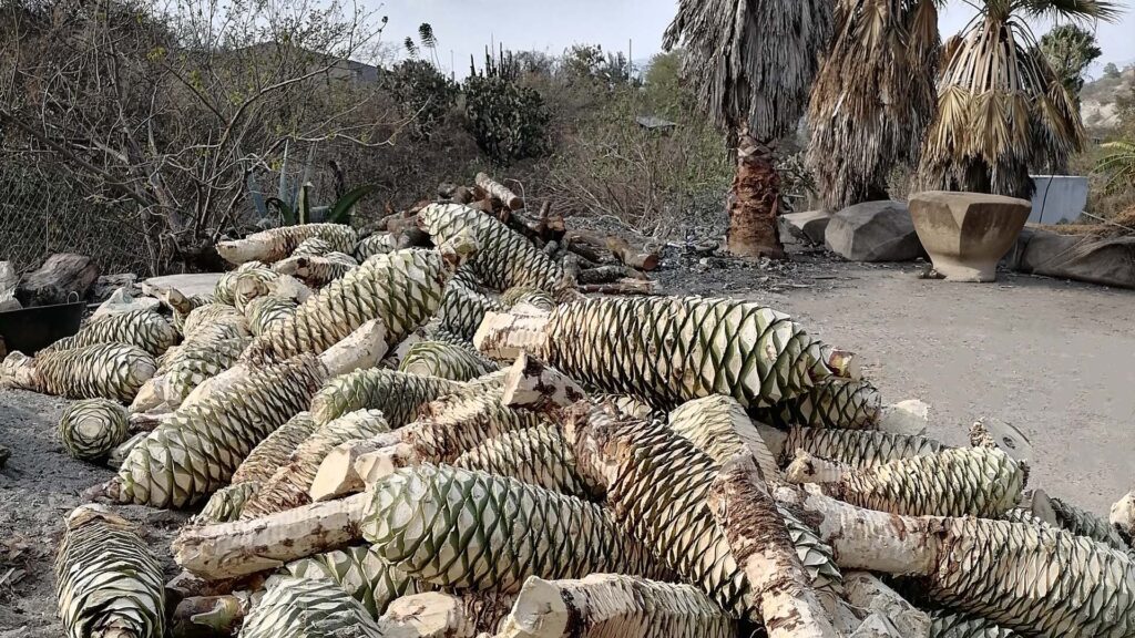 Piñas de maguey fraîchement récoltées, empilées pour la production du mezcal Guxadi.