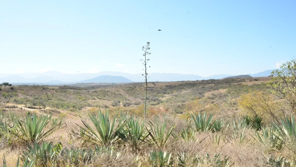 Campo de magueyes maduros en Oaxaca con paisaje montañoso